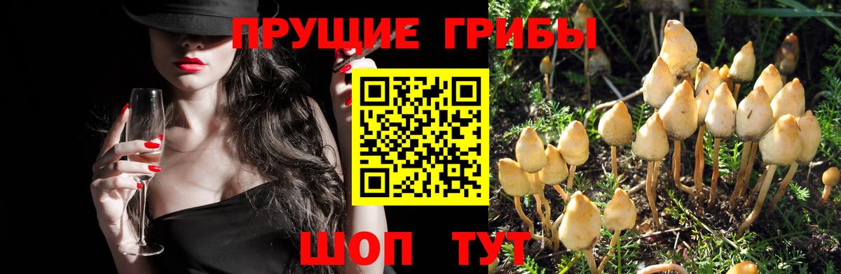 Галлюциногенные грибы мухоморы Южно-Сахалинск